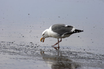 seagull's lunch