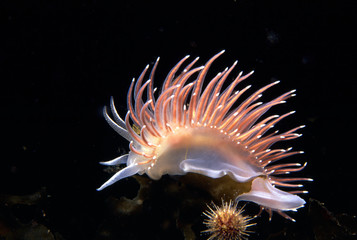 red-gilled nudibranch