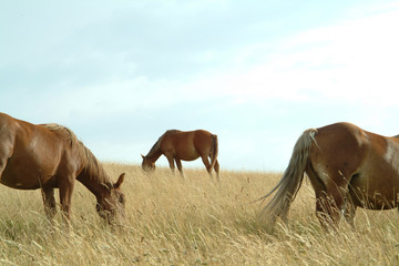 Fototapeta premium chevaux