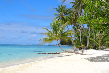 tropical beach dream