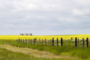 prairie landscape - fence line
