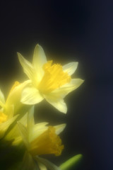 Fototapeta na wymiar kwiaty daddofil 1