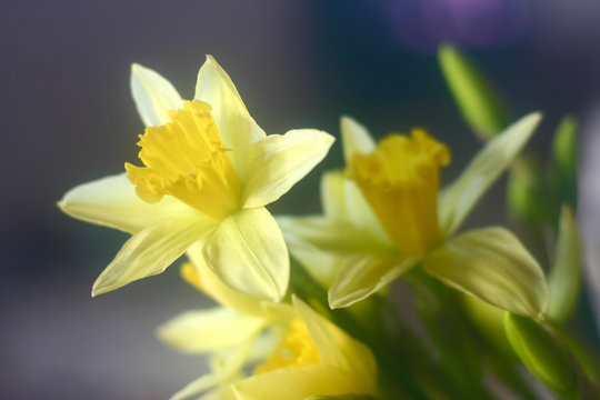 flowers20