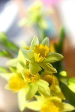flowers  daddofil 6