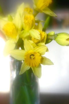 flowers  daddofil  3