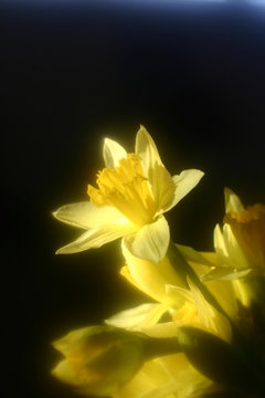 flowers  daddofil  2