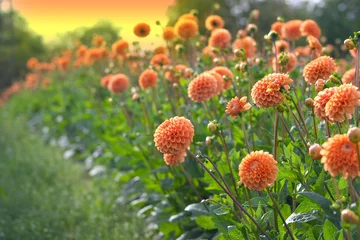 Photo sur Plexiglas Dahlia fleurs