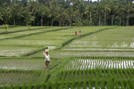 bali, ricefield