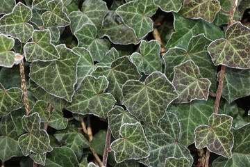 efeu