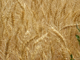 wheat field