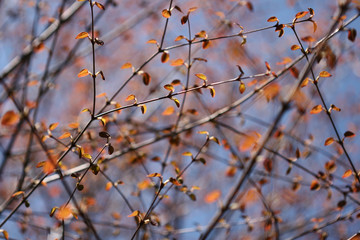 spring 7