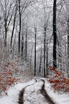 Fototapeta danish winter