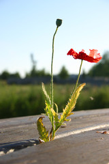 kleine rote blume [tiny red flower]