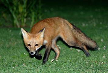 Fototapeta premium fox