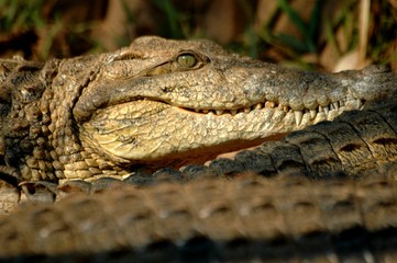 crocodile du nil