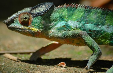 caméléon