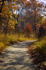 Obraz premium nature trail