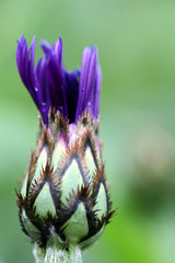 flower closeup