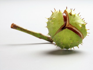 Chestnut fruit partially open in its prickly shell. White background. - 137527