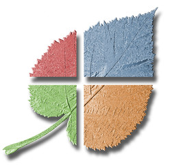 multicoloured leaf - 137709