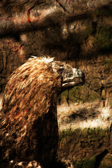 eyeless eagle