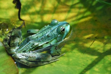 grenouille bleue