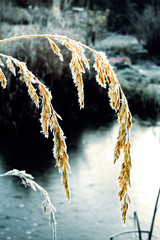 ice grass
