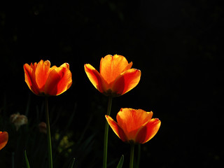tulips