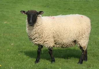Store enrouleur Moutons mouton anglais dans le champ