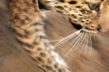leopard child
