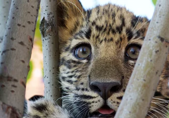 Fotobehang Panter far eastern leopard