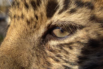 Foto op Plexiglas Panter child of far eastern leopard