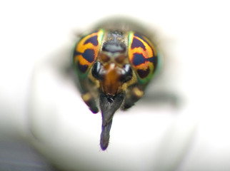 bug