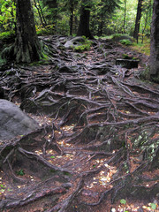 the root