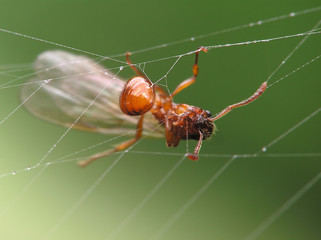 ant in cobweb