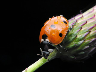 ladybug