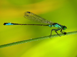 dragon-fly