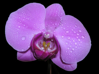 orchidee mit wassertropfen