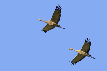two cranes