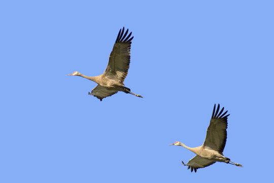 Two Cranes