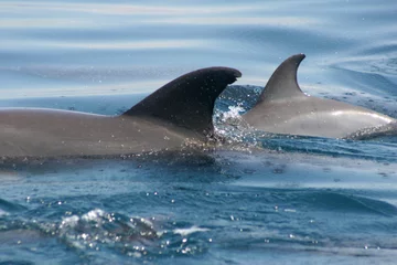 Photo sur Plexiglas Dauphin dolphin fins