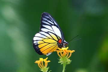 Obraz premium butterfly
