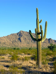 saguaro three