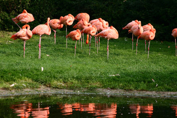 zoo flamingo