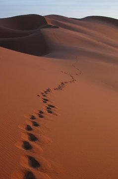 footsteps in the sahara desert