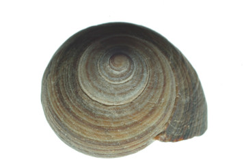 coquille d'escargot / 1