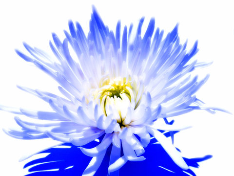 fleure
