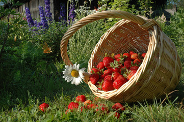 the basket with strawberries.