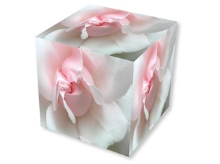 pink rose with drop in box