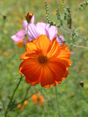 orange wildflowers